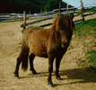 Pepita
