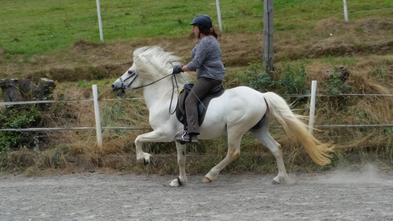 Zucht Morgunnson von Tara